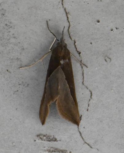Réf. 218 729 : Hypena lividalis